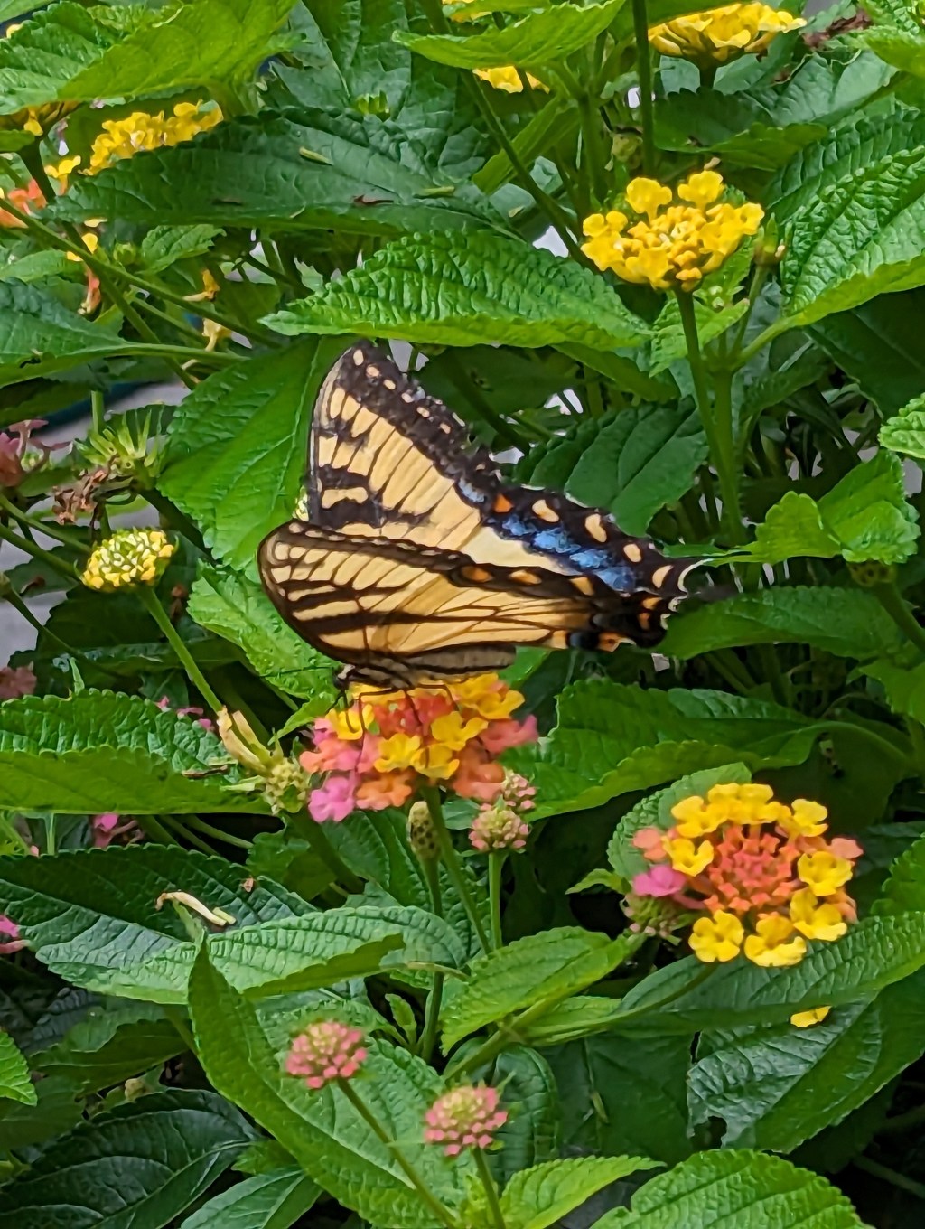 The Origins of&nbsp;Democracy