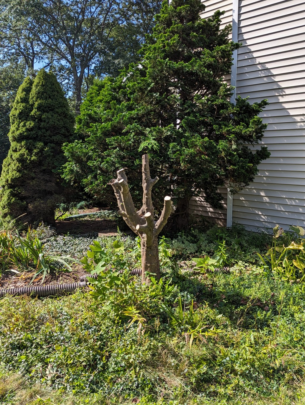 The Path To&nbsp;Emancipation